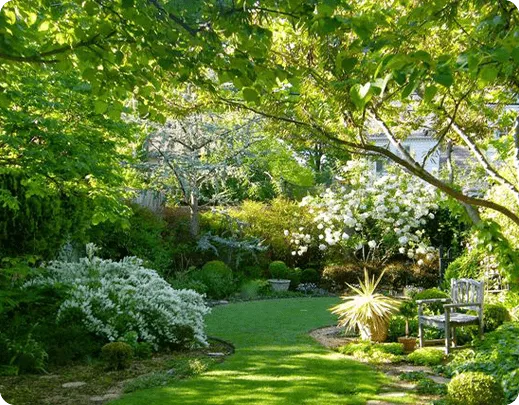 Outdoor feline courtyard