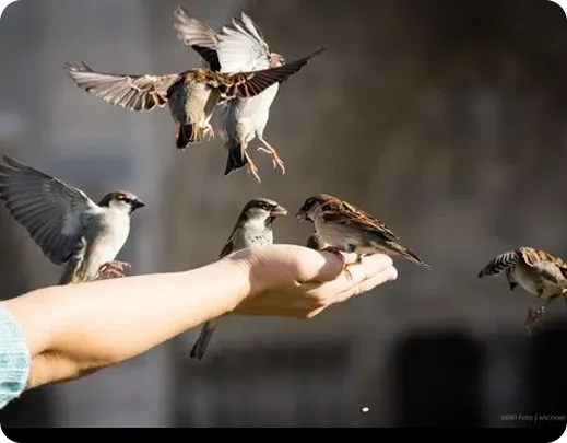 Wild bird feeding