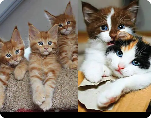 Cats for sale
