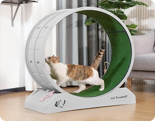 Feline exercise