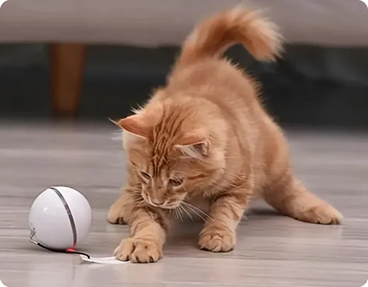 Cat toys
