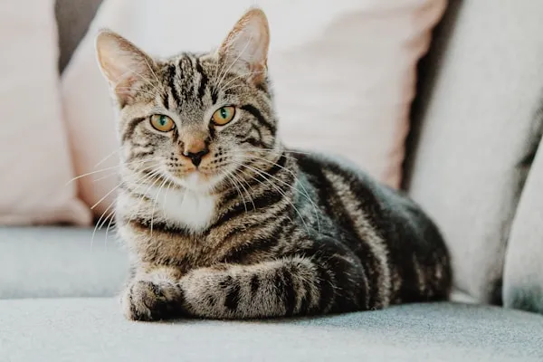 Happy cat