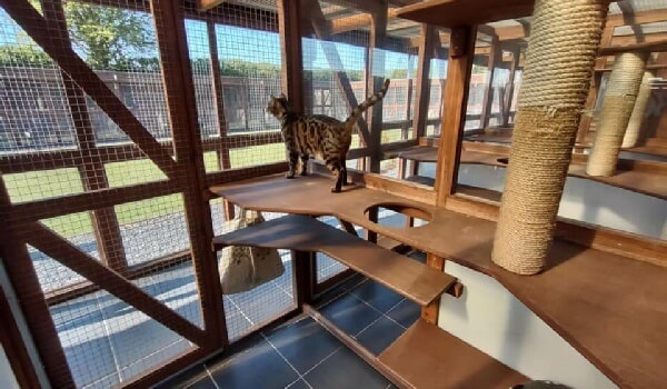 Indoor Cattery: The Ultimate Trend for Happy, Healthy Cats in 2025!