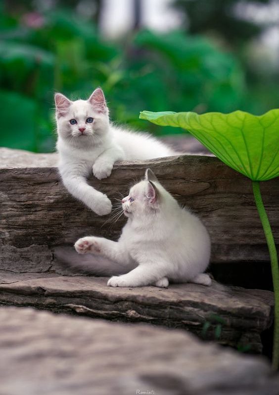 Exotic Cats for Sale | Find Your Dream Bengal, Sphynx, Persian & More