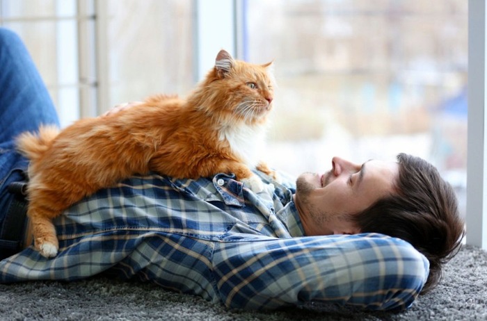 Essential Info for First-Time Exotic Cat Buyers