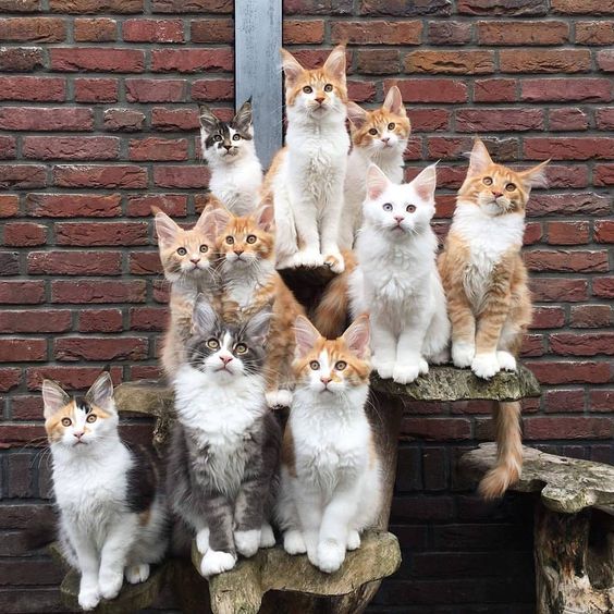 Cat Boarding in DC: Stress-Free Cattery Boarding & Grooming