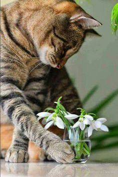 Essential Info for First-Time Exotic Cat Buyers