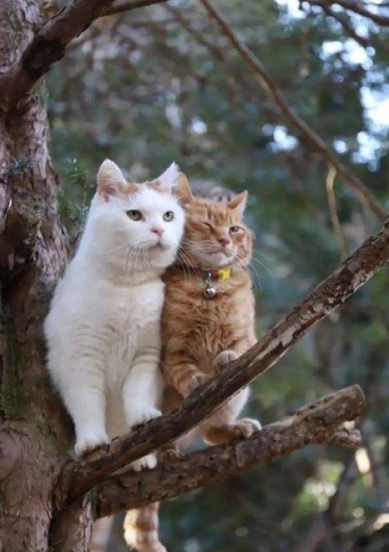 How to Find Healthy Exotic Cats for Sale