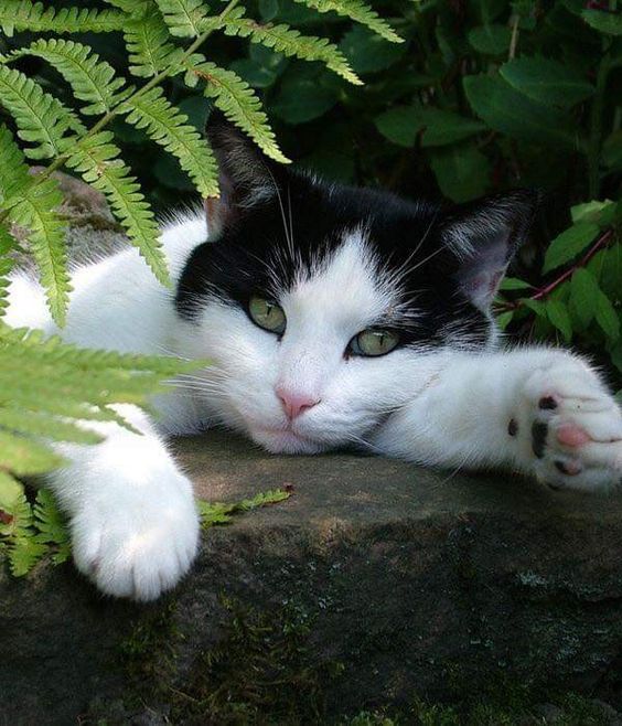 Special Kitty Litter: The Best Cat Litter for Odor-Free Living